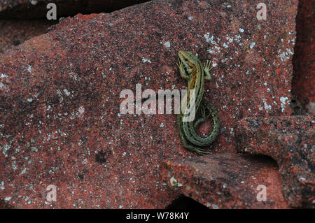 Juvenile common lizard at rest basking on clay tile Stock Photo