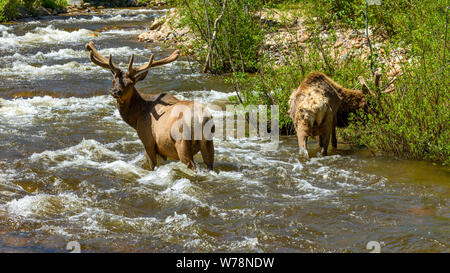 Bull Elks in Mountain Creek - Two bull elks walking and grazing in a rapid Spring mountain creek. Fall River, Rocky Mountain National Park, CO, USA. Stock Photo