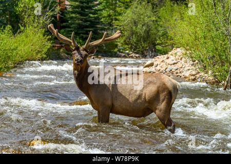 Bull Elk in Mountain Creek - A close-up view of a strong bull elk standing in middle of a rapid Spring mountain creek. Fall River, RMNP, CO, USA. Stock Photo