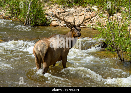 Bull Elk in Creek - A bull elks walking and grazing in a rapid Spring mountain creek. Fall River, Rocky Mountain National Park, Colorado, USA. Stock Photo