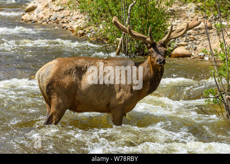 Bull Elk in Mountain Creek - A side close-up view of a bull elk standing in middle of a rapid Spring mountain creek. Fall River, RMNP, CO, USA. Stock Photo