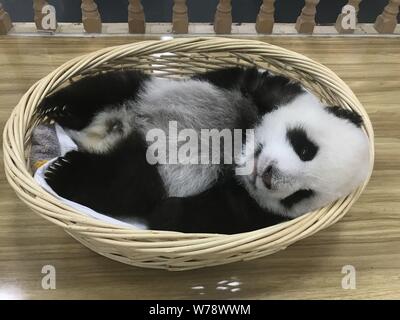 A giant panda cub rests in a basket at the Wolong National Nature Reserve in Ngawa Tibetan and Qiang Autonomous Prefecture, southwest China's Sichuan Stock Photo