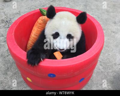 A Giant Panda Enjoys A Carrot In A Hollow Cylinder With A Pillow