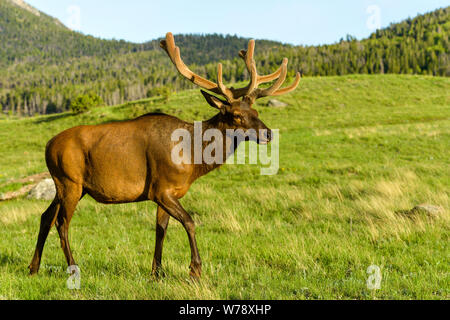 Spring Bull Elk - A strong mature bull elk walking on sunset mountain meadow. Rocky Mountain National Park, Colorado, USA. Stock Photo