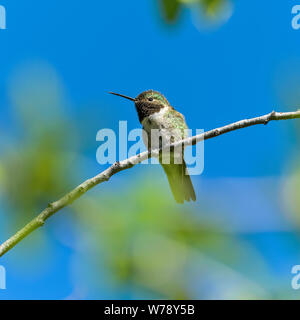 Spring Hummingbird - A tiny cute male Broad-tailed Hummingbird, with its neck feathers looking dark, perching on a branch of a tall shrub. RMNP, CO. Stock Photo