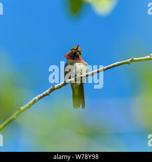 Spring Hummingbird - A male Broad-tailed Hummingbird resting on a branch of a tall shrub. Rocky Mountain National Park, Colorado, USA. Stock Photo