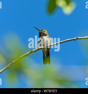 Spring Hummingbird - A small cute male Broad-tailed Hummingbird perching on a branch of a tall shrub. Rocky Mountain National Park, Colorado, USA. Stock Photo