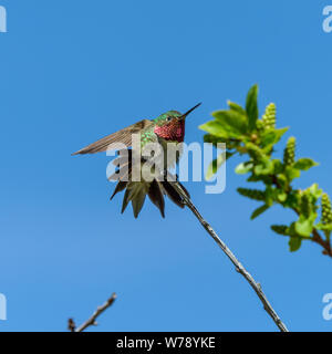 Broad-tailed Hummingbird - A front low-angle view of a male Broad-tailed Hummingbird spreading its colorful feathers on top of a tall shrub. RMNP, CO. Stock Photo