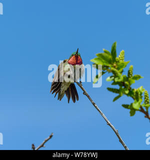 Broad-tailed Hummingbird - A front low-angle view of a male Broad-tailed Hummingbird displaying its colorful plumage on top of a tall shrub. RMNP, CO. Stock Photo