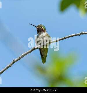 Mountain Hummingbird - A front close-up view of a cute male Broad-tailed Hummingbird perching on a branch of a tall shrub. RMNP, Colorado, USA. Stock Photo