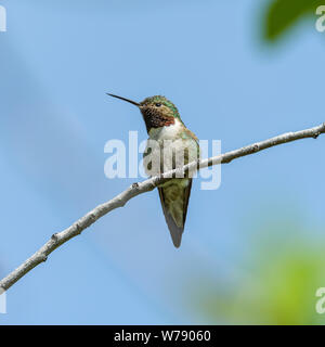 Mountain Hummingbird - A front close-up view of a cute male Broad-tailed Hummingbird perching on a branch of a tall shrub. RMNP, Colorado, USA. Stock Photo