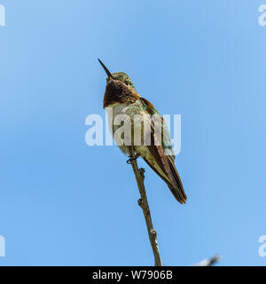 Broad-tailed Hummingbird - A close-up low-angle view of a male Broad-tailed Hummingbird perching at top of a tall shrub. Rocky Mountain National Park. Stock Photo