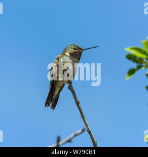 Hummingbird - A side low-angle view of a small male Broad-tailed Hummingbird perching at top of a tall shrub. Rocky Mountain National Park, CO, USA. Stock Photo