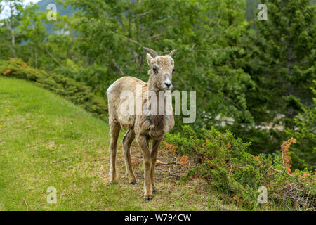 Young Female Bighorn Sheep - A cute female Rocky Mountain Bighorn Sheep standing on a green meadow in Banff National Park, Alberta, Canada. Stock Photo