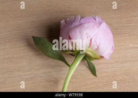Pink peony flower in bloom close up on a wooden background Stock Photo