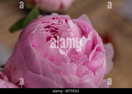 Pink peony flower in bloom close up on a wooden background Stock Photo