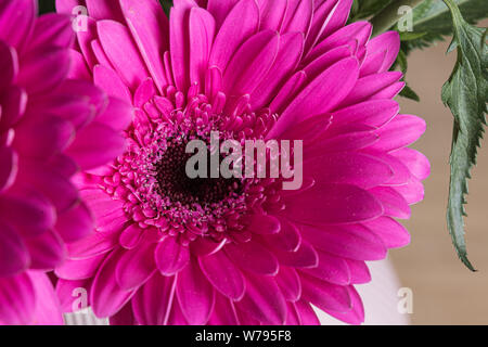 Pink & Cerise Gerber Pink & Cerise Gerber