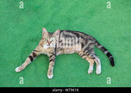 Cat is resting on the grass. Stock Photo