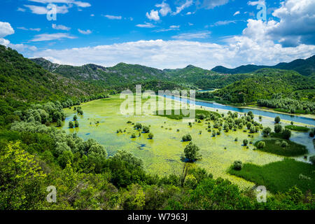 Montenegro, Endless green field of lily pads of countless water lily plants covering surface of skadar lake waters also called scutari lake in nationa Stock Photo