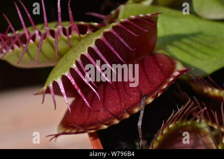 Venus flytrap without flies. Stock Photo