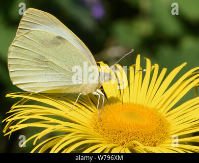 A female large white butterfly (Pieris brassicae) with wings closed feeds on an inula flower (Inula hookeri. Bedgebury Forest, Hawkhurst, Kent. UK. Stock Photo