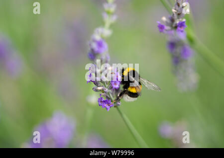 Bumblebee is collecting pollen from lavender flower.