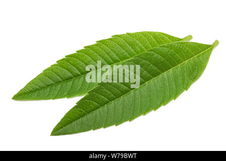 Louisa herb leaves (beebrush) isolated on white background Stock Photo