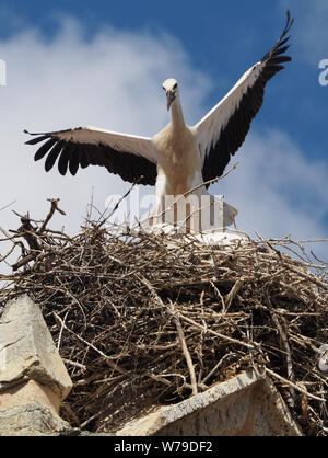 imposing stork in the nest with wings extended Stock Photo