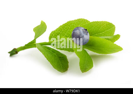 blueberry sprig with fruit isolated on white Stock Photo