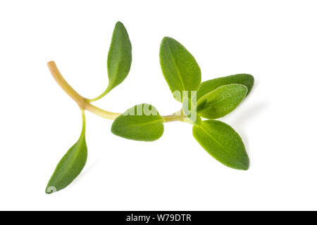 Savory sprig isolated on white background Stock Photo