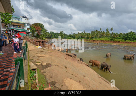 Mawanella, Sri Lanka - July 9, 2016:  Tourists looking at elephants bathing in a river. Stock Photo