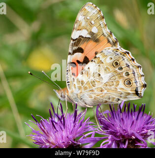 A painted lady butterfly (Vanessa cardui) feeding on a flower of common knapweed (Centaurea nigra). Bedgebury Forest, Kent, UK.