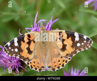 A painted lady butterfly (Vanessa cardui) feeding on a flower of common knapweed (Centaurea nigra). Bedgebury Forest, Kent, UK. Stock Photo