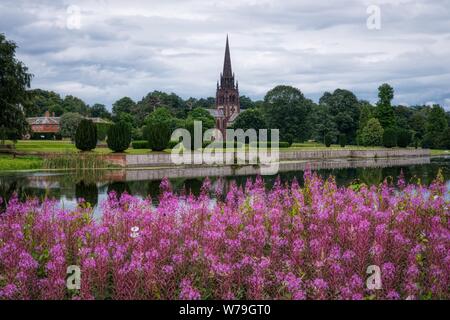 Rosebay Willowherb (Chamaenerion angustifolium) across the lake from the Church of St. Mary the Virgin, Clumber Park, Nottinghamshire, UK Stock Photo