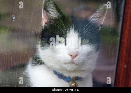 Black and white cat staring out from behind a glass window Stock Photo