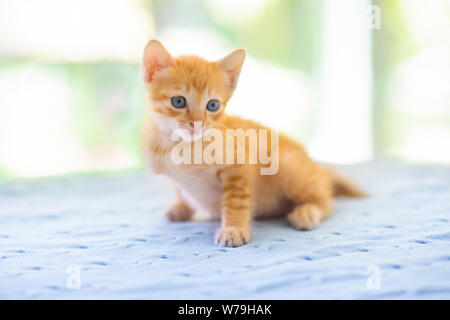 Baby cat. Ginger kitten playing on couch with knitted blanket. Domestic animal. Home pet. Young cats. Cute funny cats play at home.