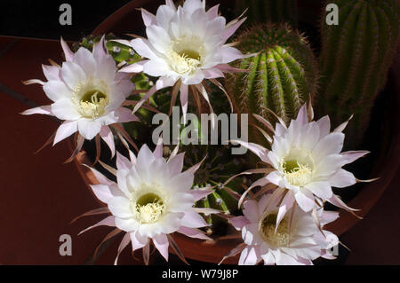 Cactus (gymnocalycium stellatum) close-up Stock Photo