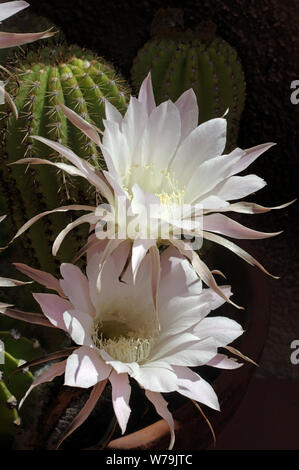 Cactus (gymnocalycium stellatum) close-up Stock Photo