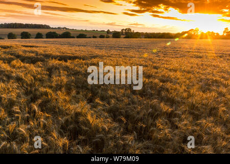 Wheat field at sunset. Suffolk, UK. Stock Photo