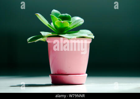 Close up profile of a little sedum plant in a little pink pot under morning sun with shadow on the ground. Stock Photo