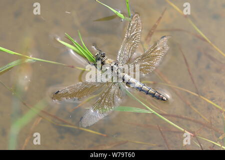 An over mature female black tailed skimmer  (Orthetrum cancellatum)  on the surface of a pound Stock Photo