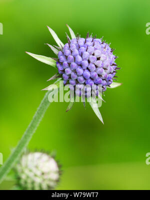 Tight berry like flower buds and starry sepals of devil's bit scabious Succisa pratensis - Cumbria UK Stock Photo