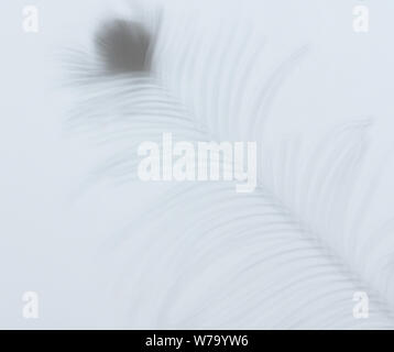 Shadow of feather peacock  on white wall background Stock Photo