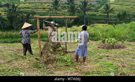 JATILUWIH, INDONESIA- JUNE, 16 2017: workers weighing bundles of harvested rice at jatiluwih terraces, bali Stock Photo