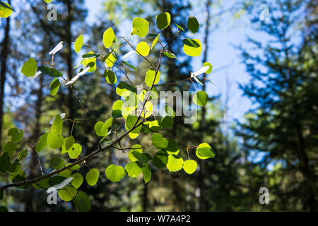 The green leaves of an aspen tree backlit by bright sunlight showing a detailed view of branches, twigs and leaf veins - near Pagosa Springs, Colorado Stock Photo
