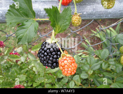 One ripe blackberry and one ripening blackberry hang on a chain link fence. Stock Photo