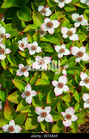 Bunchberry along Cow Head Lighthouse Trail, Cow Head, Newfoundland and Labrador, Canada Stock Photo