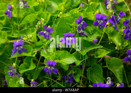 Violets along Cow Head Lighthouse Trail, Cow Head, Newfoundland and Labrador, Canada Stock Photo