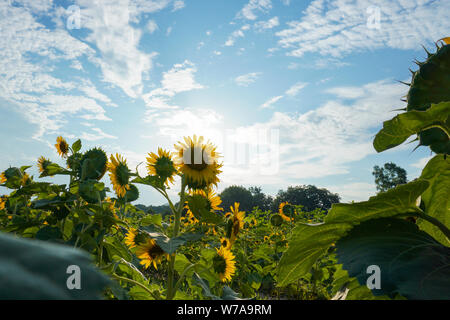 Sunflowers in a field with the sun behind them under a blue sky with clouds and space for text Stock Photo