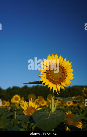 Sunflower field facing sunrise Stock Photo - Alamy